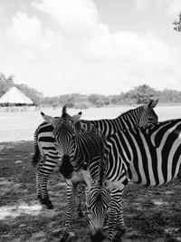 Zebras in black and white.