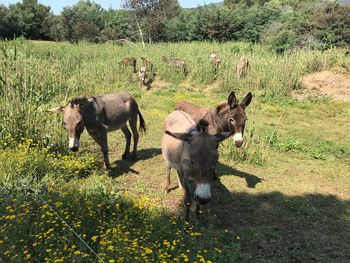 Horses in a field