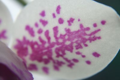 Close-up of pastry