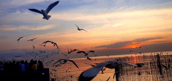 Seagulls flying over sea against sky during sunset