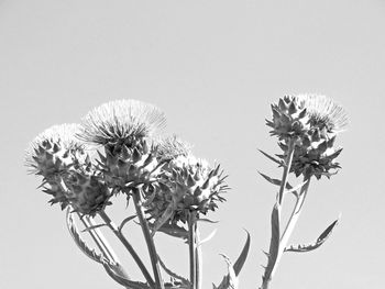 Close-up of thistle against white background