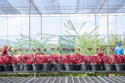 Plants in greenhouse