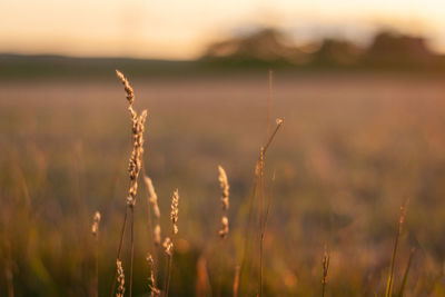 Close-up of stalks in field against sky