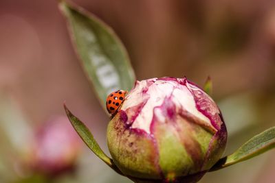 Close-up of ladybug on flower