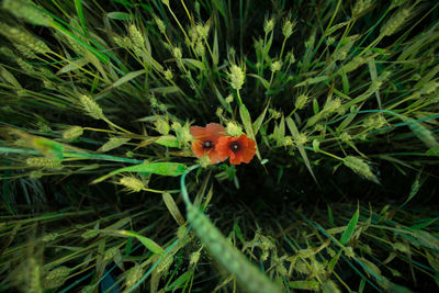 Close-up of orange flower on field