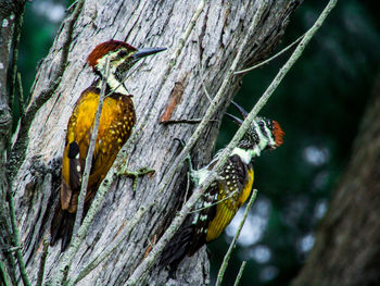 Close-up of bird perching on tree trunk