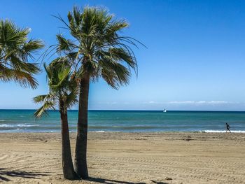 Palm trees on beach against blue sky