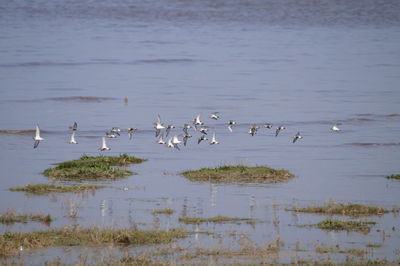 Flock of birds on beach