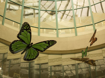 Close-up of plants in glass window