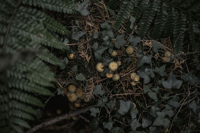 Close-up of red berries growing on tree