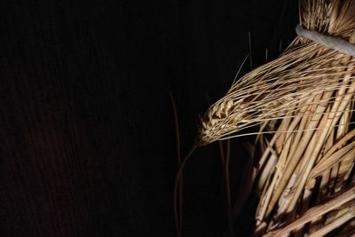 Close-up of wheat against black background