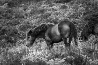 Pony in a field on exmoor national park 