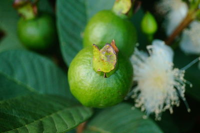 Close-up of a fruit on a plant