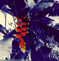 Close-up of leaves in water