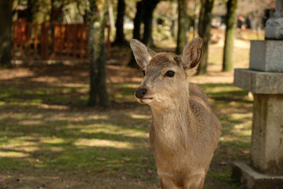 Deer standing in dappled light