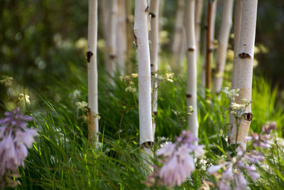 Close-up of plants growing outdoors