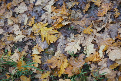 Full frame shot of dry maple leaf on land