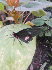 Close-up of butterfly on leaf