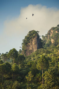 Low angle view of bird flying in the sky