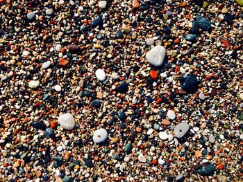 Seashells on pebbles at beach