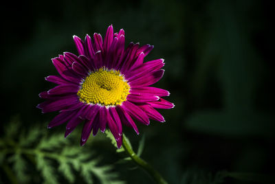 Close-up of yellow flower blooming outdoors