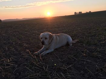 Dog on field against sky during sunset