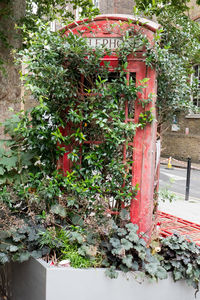 Potted plants and red outside house