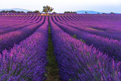 Purple flowering plants on field against sky