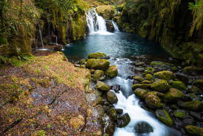 Scenic view of waterfall in forest