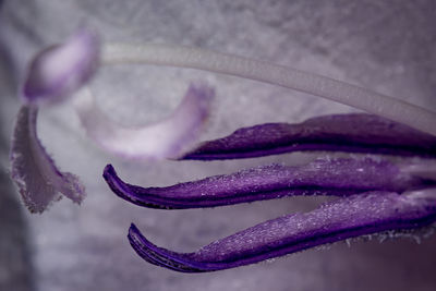 Close-up of purple flower
