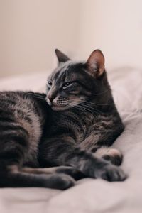 Close-up of cat sleeping on bed