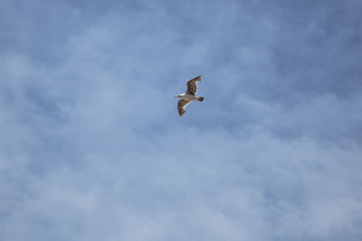 Low angle view of seagull flying against sky