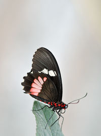 Close-up of butterfly perching on flower over white background