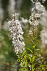 Close-up of wilted plant