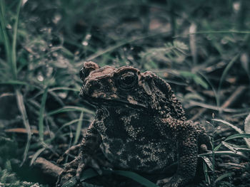 Close-up of a frog on field