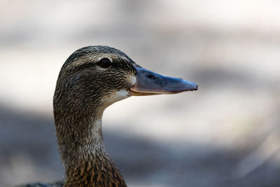 Close-up of bird