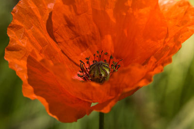 Close-up of insect on red poppy