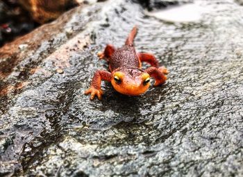 Close-up of lizard on rock