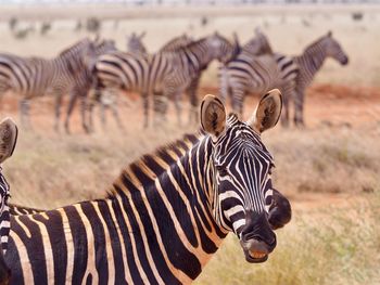 Zebras standing in a field