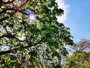 Low angle view of tree against clear sky