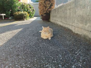 Cat sleeping on footpath