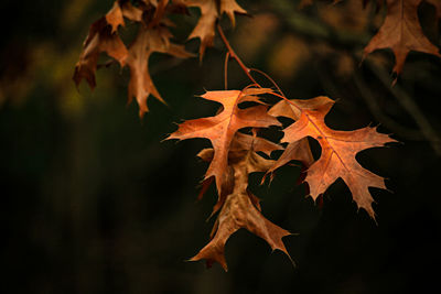 Close-up of dried autumn leaves