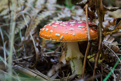 Close-up of fly agaric mushroom on field