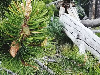 High angle view of pine tree on field