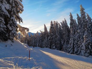 Snow covered trees against sky