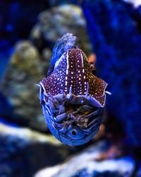 Close-up of fish swimming in sea