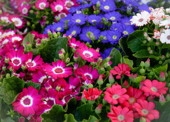 High angle view of pink flowers blooming outdoors