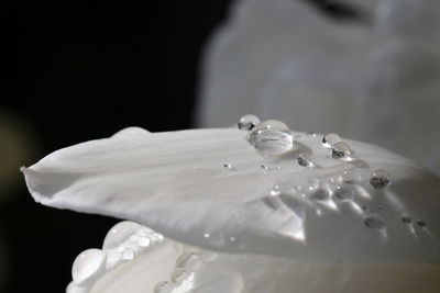 Close-up of flowers