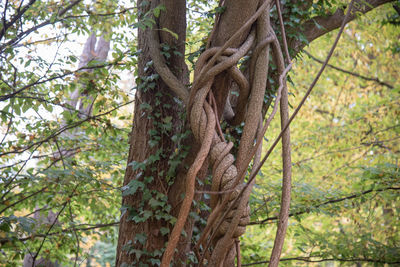 Close-up of tree trunk in forest