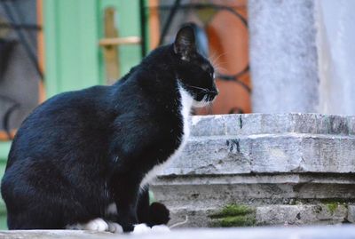 Side view of a cat looking away